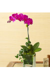 1 Stem Purple Phalaenopsis Orchid