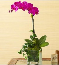 1 Stem Purple Phalaenopsis Orchid