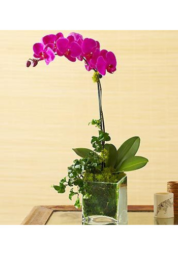 1 Stem Purple Phalaenopsis Orchid
