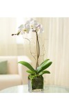 1 Stem White Phalaenopsis Orchid