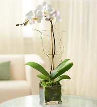 1 Stem White Phalaenopsis Orchid