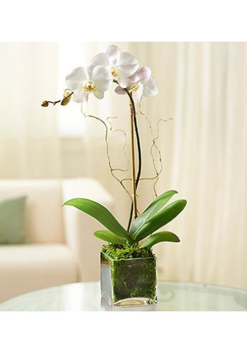 1 Stem White Phalaenopsis Orchid