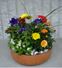 Bountiful Blooms