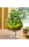 Brandy Glass Garden