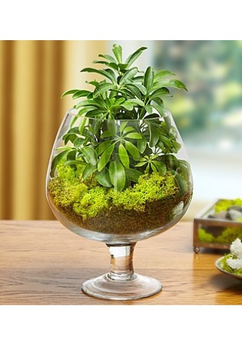 Brandy Glass Garden