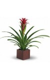 Bromeliad Beauty