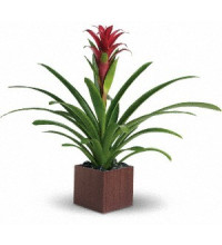 Bromeliad Beauty