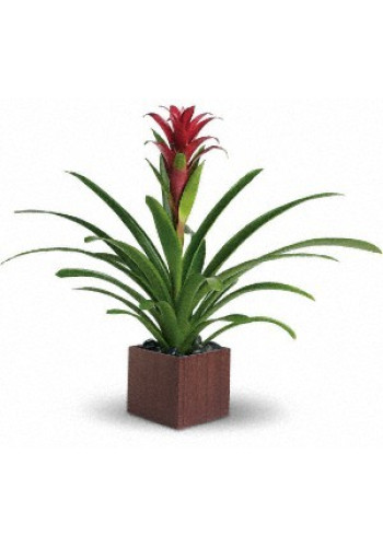 Bromeliad Beauty