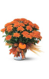 Bronze Cushion Mum Plant