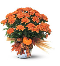 Bronze Cushion Mum Plant
