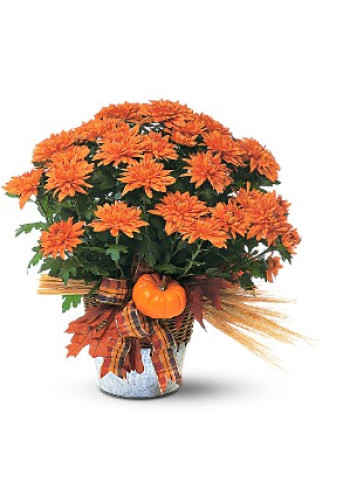 Bronze Cushion Mum Plant