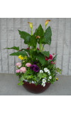 Calla Garden