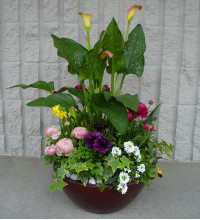 Calla Garden