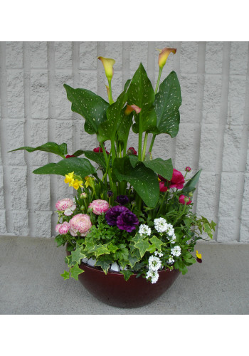 Calla Garden
