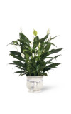 Sympathy For The Comfort Planter