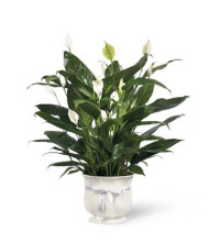 Sympathy For The Comfort Planter