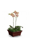 Divine Orchid