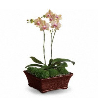 Divine Orchid