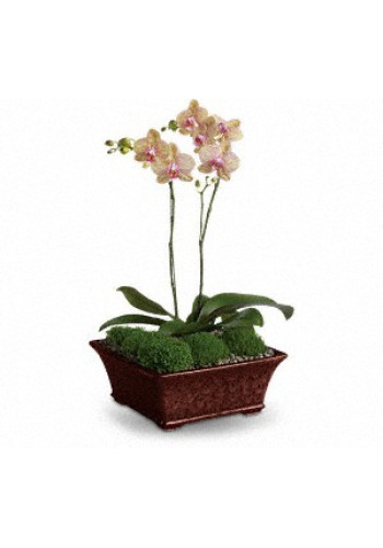 Divine Orchid