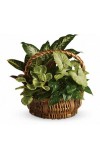 Emerald Garden Basket