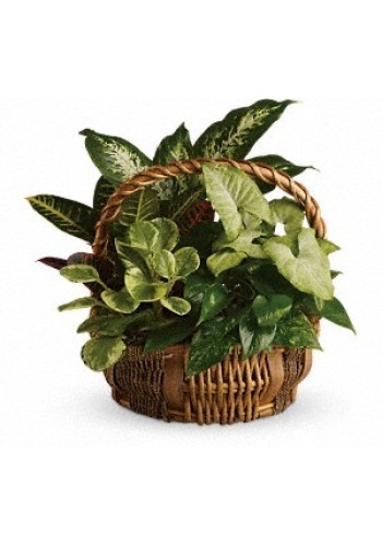 Emerald Garden Basket