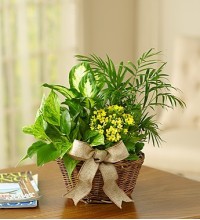 European Dish Garden