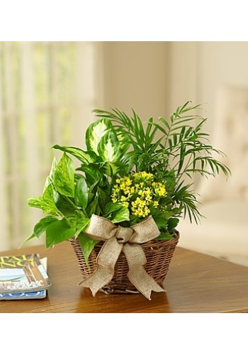 European Dish Garden