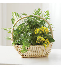 European Sympathy Dish Garden
