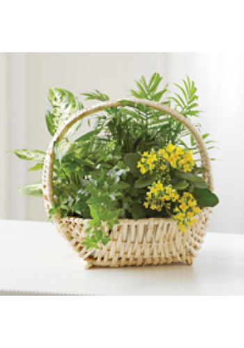 European Sympathy Dish Garden