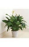Sympathy For The Floor Plant For Sympathy