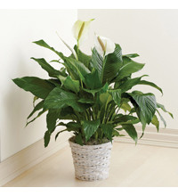 Sympathy For The Floor Plant For Sympathy