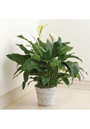 Sympathy For The Floor Plant For Sympathy