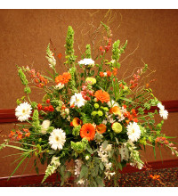 Gerbera Garden