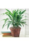 Green Plant