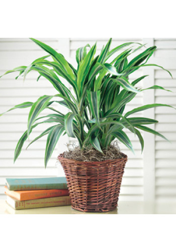 Green Plant