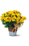 Harvest Yellow Daisy Plant