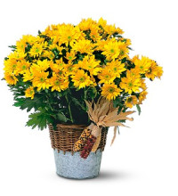 Harvest Yellow Daisy Plant