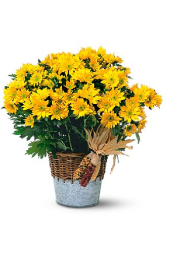 Harvest Yellow Daisy Plant