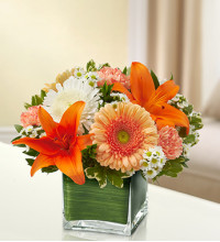 Sympathy For The Healing Tears - Peach, Orange andamp White