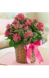 Kalanchoe Plant