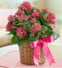 Kalanchoe Plant