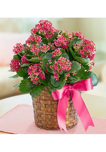Kalanchoe Plant