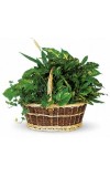 Large Basket Garden