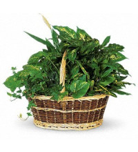 Large Basket Garden