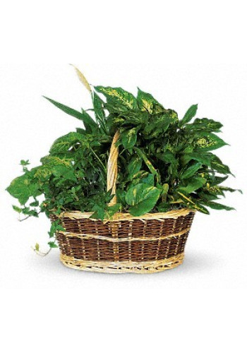Large Basket Garden