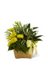 Loving Light Dishgarden