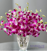 Luxurious Exotic Breezeâ„¢ Orchids