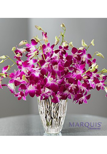 Luxurious Exotic Breezeâ„¢ Orchids