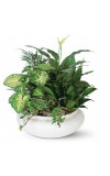 Medium Dish Garden