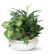 Medium Dish Garden